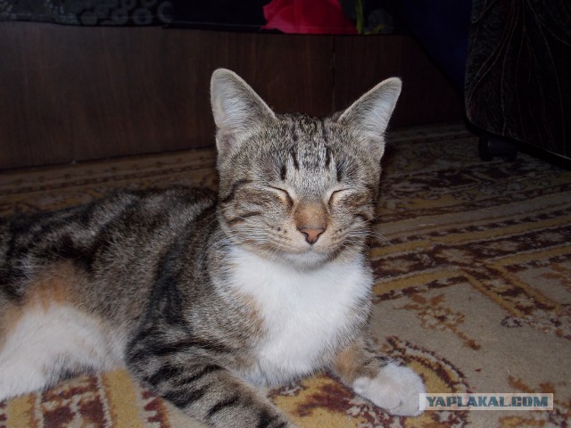 Котовторник 15.07.2014.