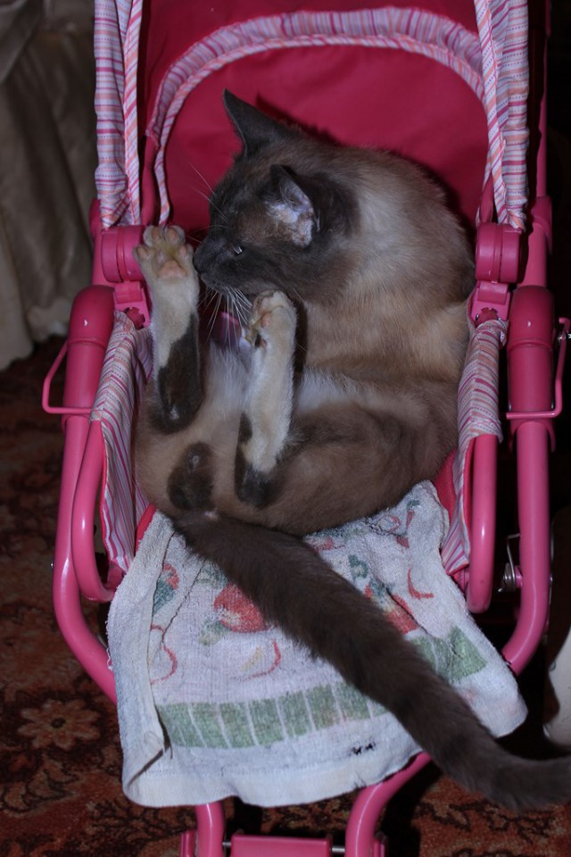 Котовторник 26.08.14.
