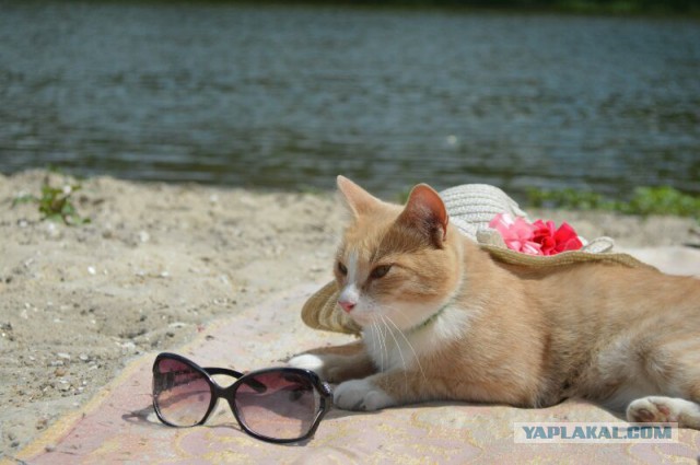 Котовторник 09.09.2014