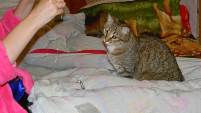 Котовторник 7.10.2014