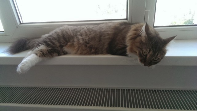Котовторник 18.11.2014