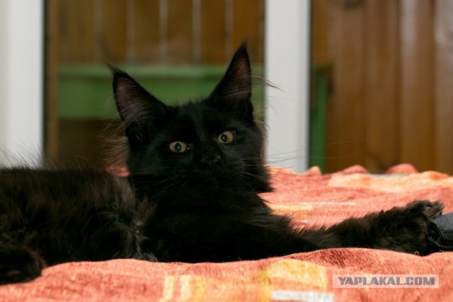 Котовторник 2.12.14