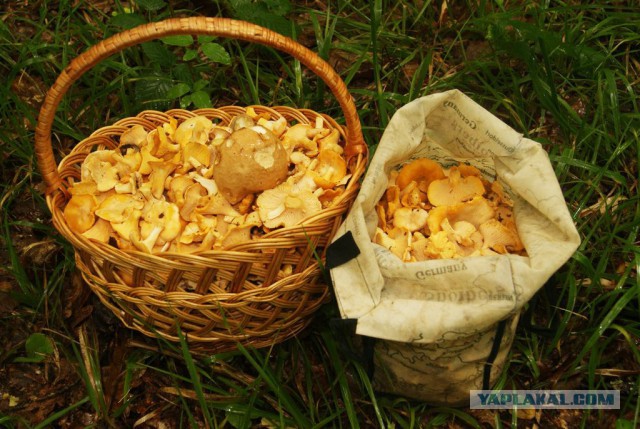 Вспомним лето! Вылазка за грибами.