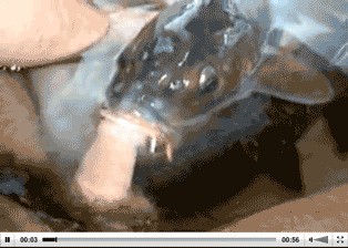 А в сказке волк на хвост ловил