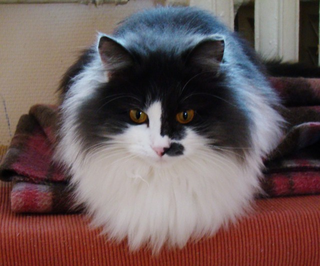 Котовторник  27.10.2015