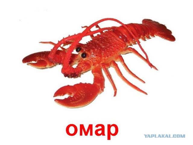 Образованный эфиоп