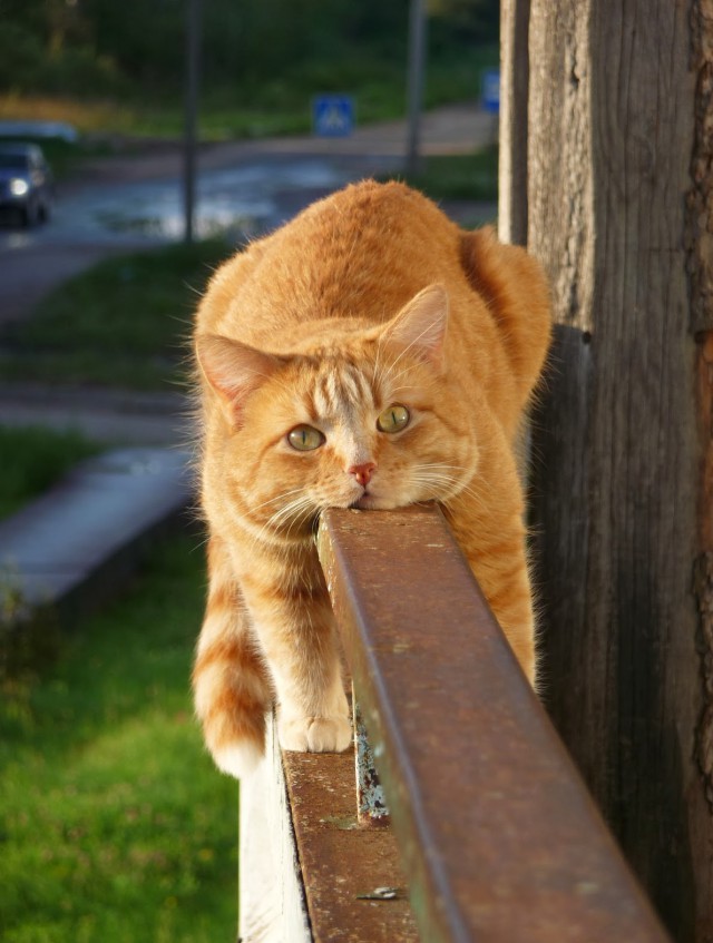 Подборка картинок из сети