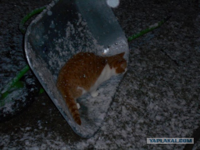 Жизнь домашнего приюта для котеек 108