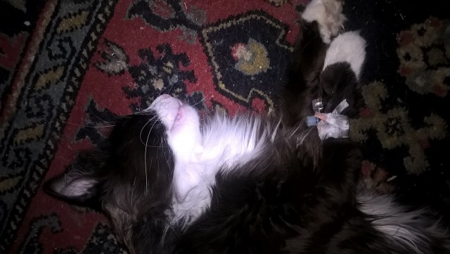 Ваши фотки котов на телефон