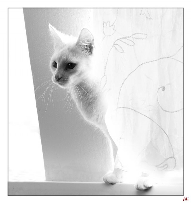 Котовторник: лента прикольных котов на 05.02!