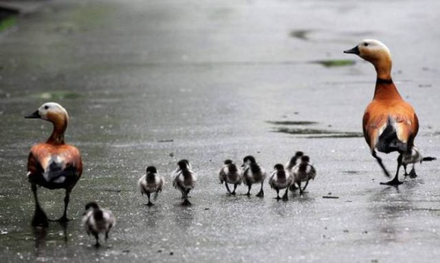 Разные картинки из сети