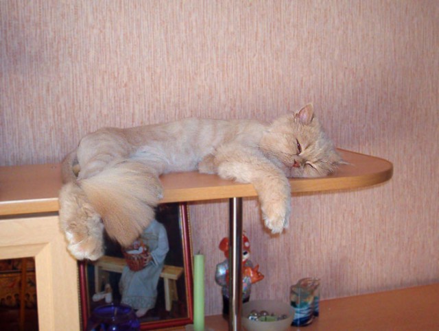 Коты из сети