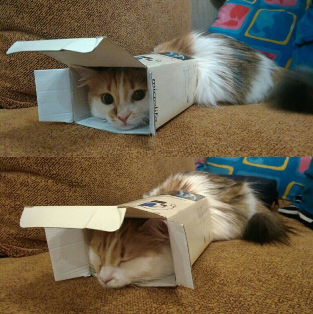 Коты из сети