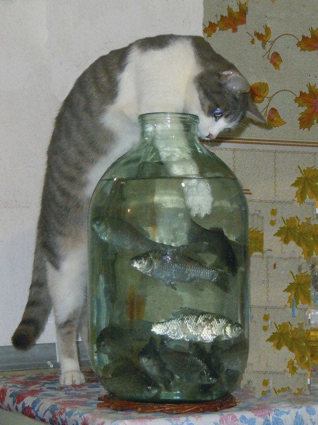 Коты и Кошки