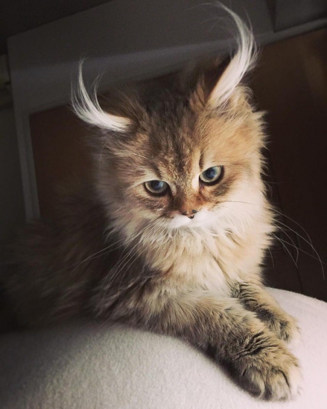 Коты и Кошки