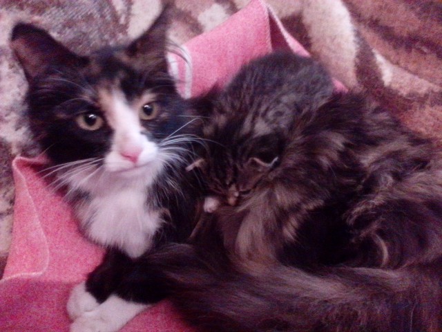 Коты и Кошки