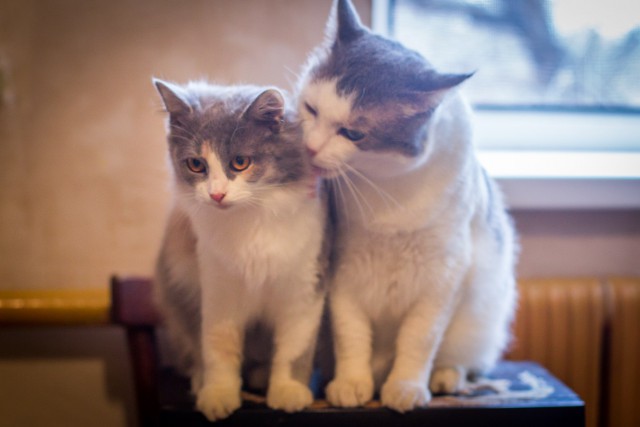 Коты и Кошки