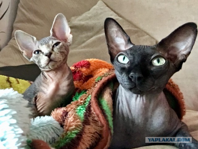 Котовторник 29.5.18