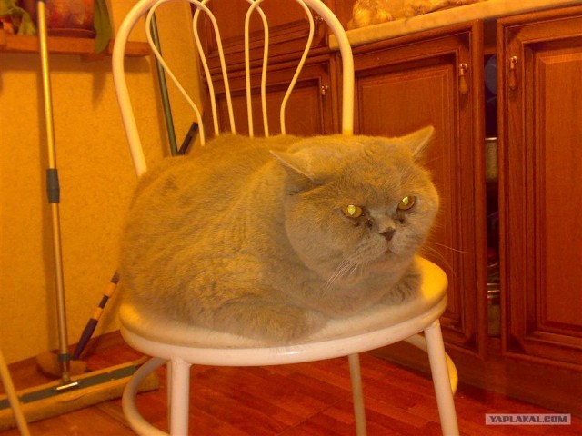 Котовторник на ЯПлакалъ 08.07.2008