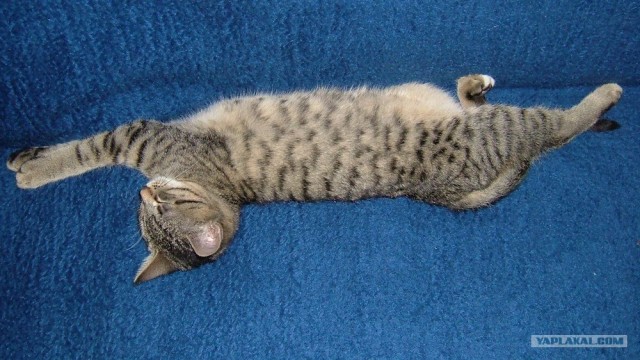 Уррааа! Котовторник на ЯПлакалъ!