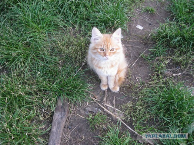 Жизнь домашнего приюта для котеек 235