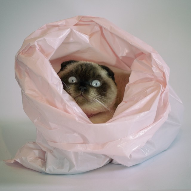 Прикольных котов пост