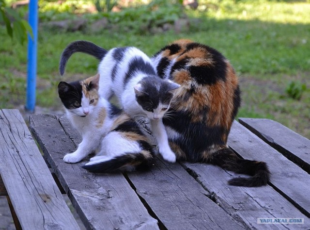 Котовторник на середину июня