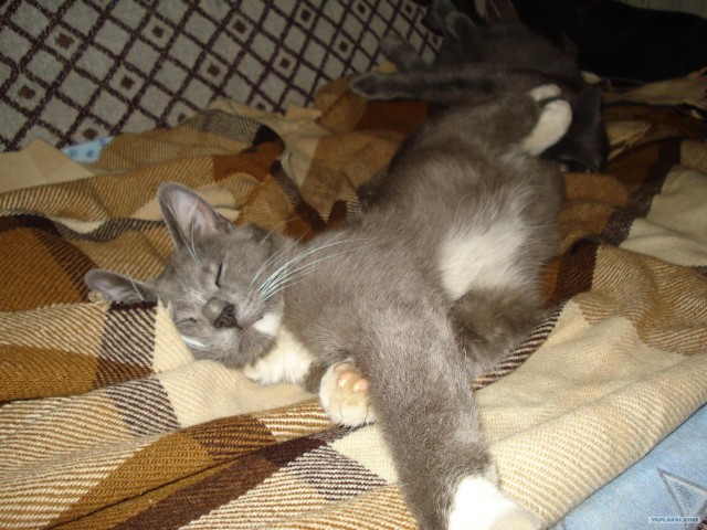 Сонный Котовторник