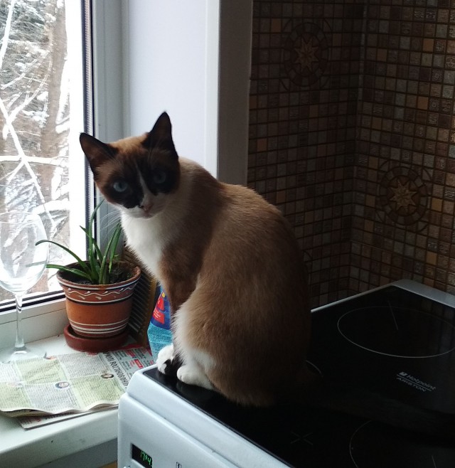 Котовторник (20.11.18)