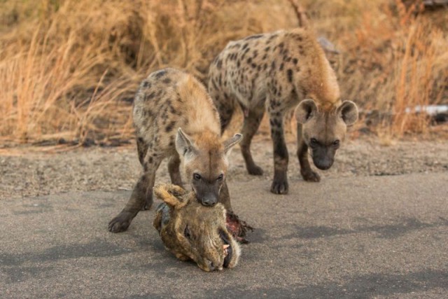 Король лев в реальной жизни