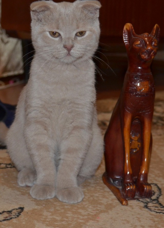 Котовторник!