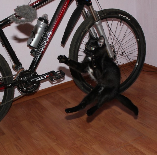 Котовторник 20.12.2011