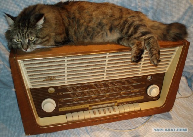 Котовторник 17 января