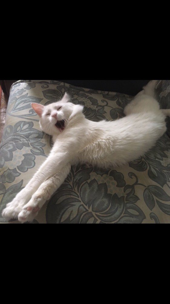 Странная кошачья логика, которую человеку никогда не постичь