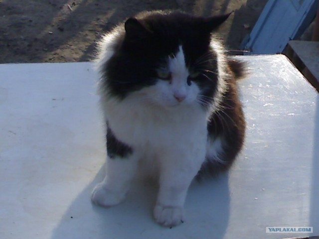 Котовторник (28.02.2012)