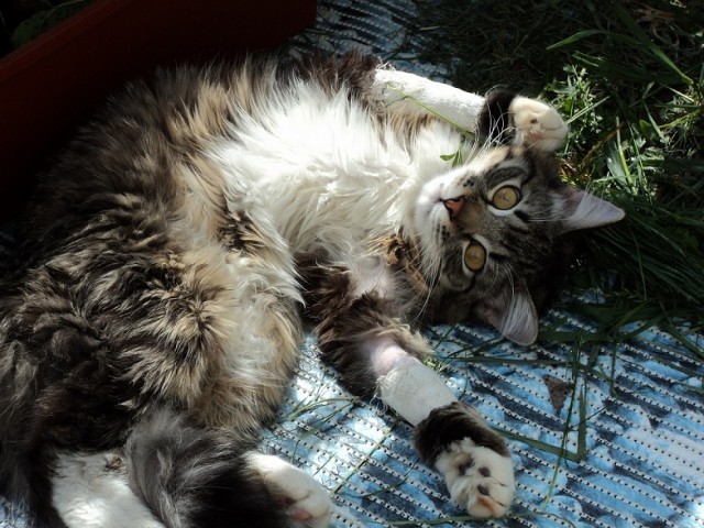 Котовторник   5.06.2012