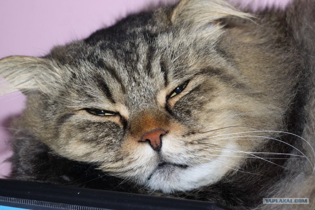 Котовторник  4.09.12