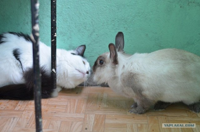 Котонянька и котовторник