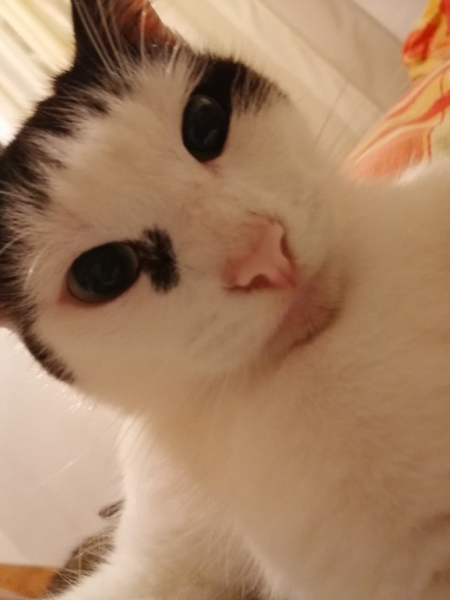 Забавные фото котеек