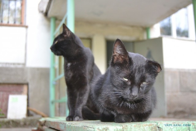 Котовторник ( 23.10. 2012. )
