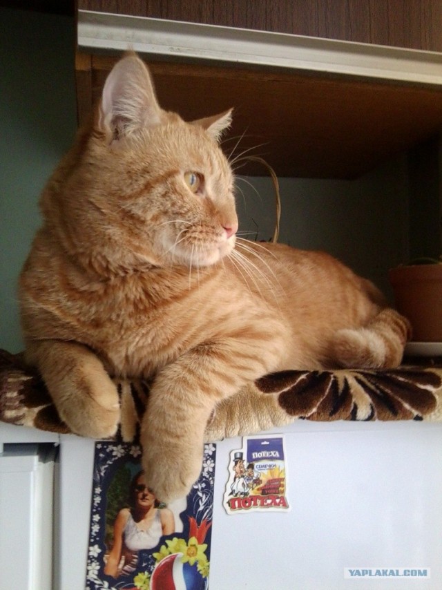 Котовторник 29.01.2013