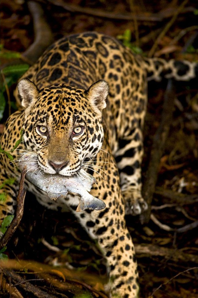 Фотографии, которые отлично передают естественную красоту (и жестокость) животных в дикой природе
