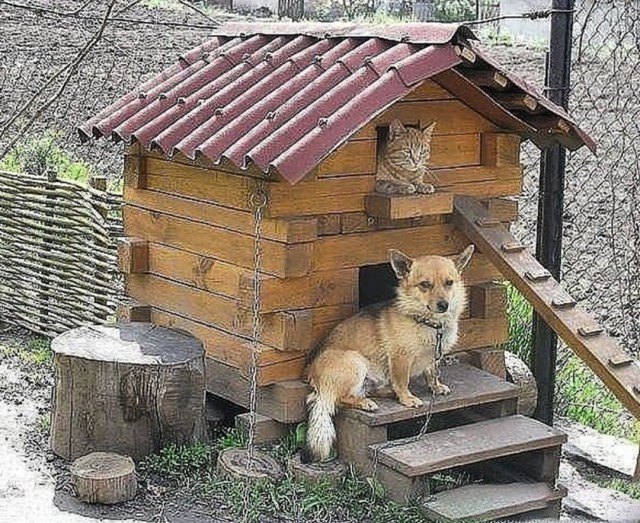 Милые животные. Мимиметр сломался