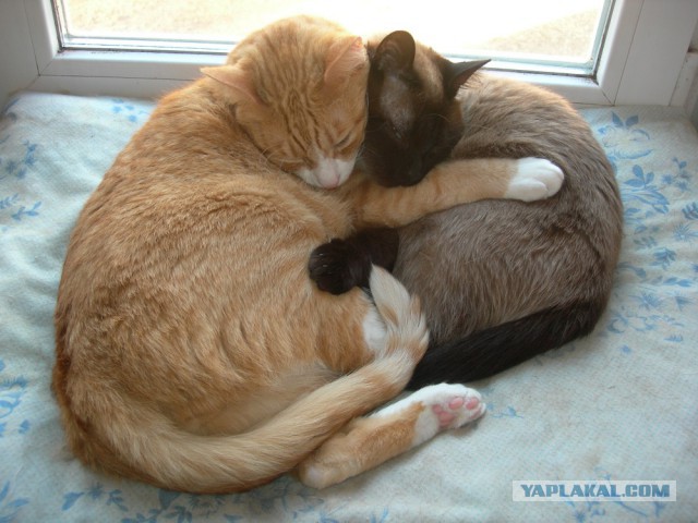 Котовторник 30.04.2019.
