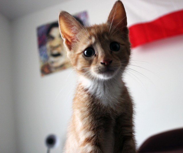 Котовторник однако