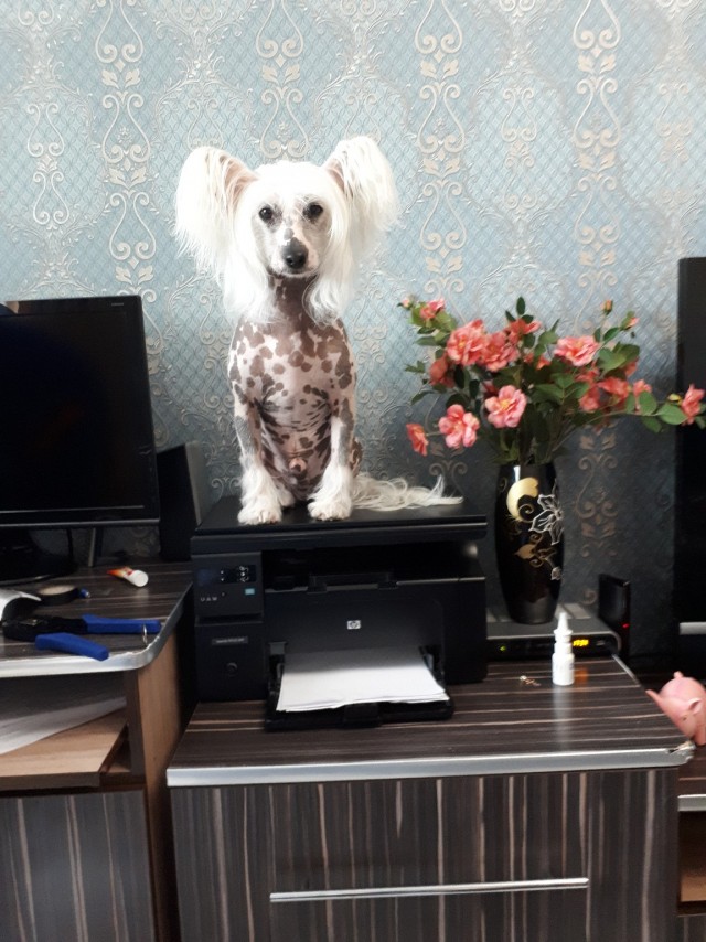 Живность из сети