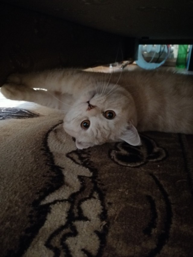 Забавные фото котеек