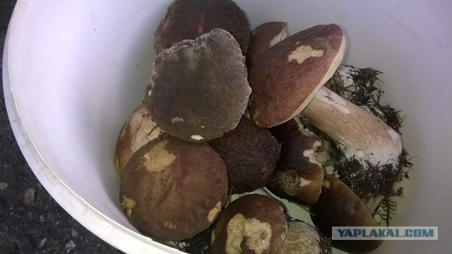 Грибной пост