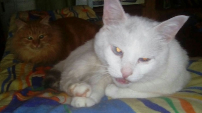 Котовторник 28.01.2020