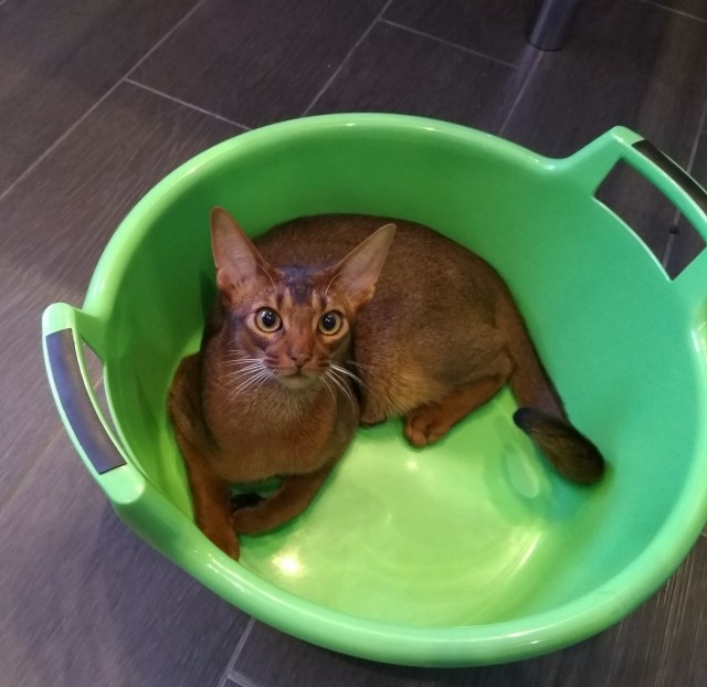 ̶К̶о̶р̶о̶н̶  Котовторник!